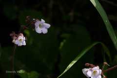 Didymocarpus meeboldii
